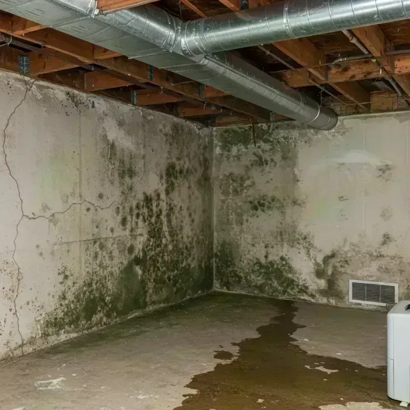 Professional Mold Removal in Jessamine County, KY